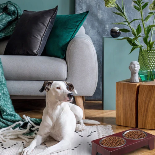 Dog in living room with a dog bowl in front.