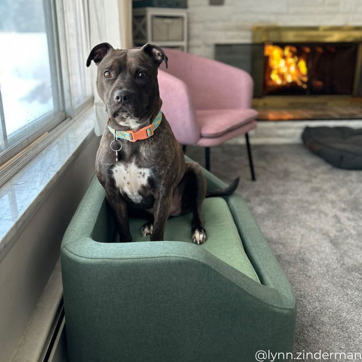 A dog sitting on a green dog daybed next to a window in a living room