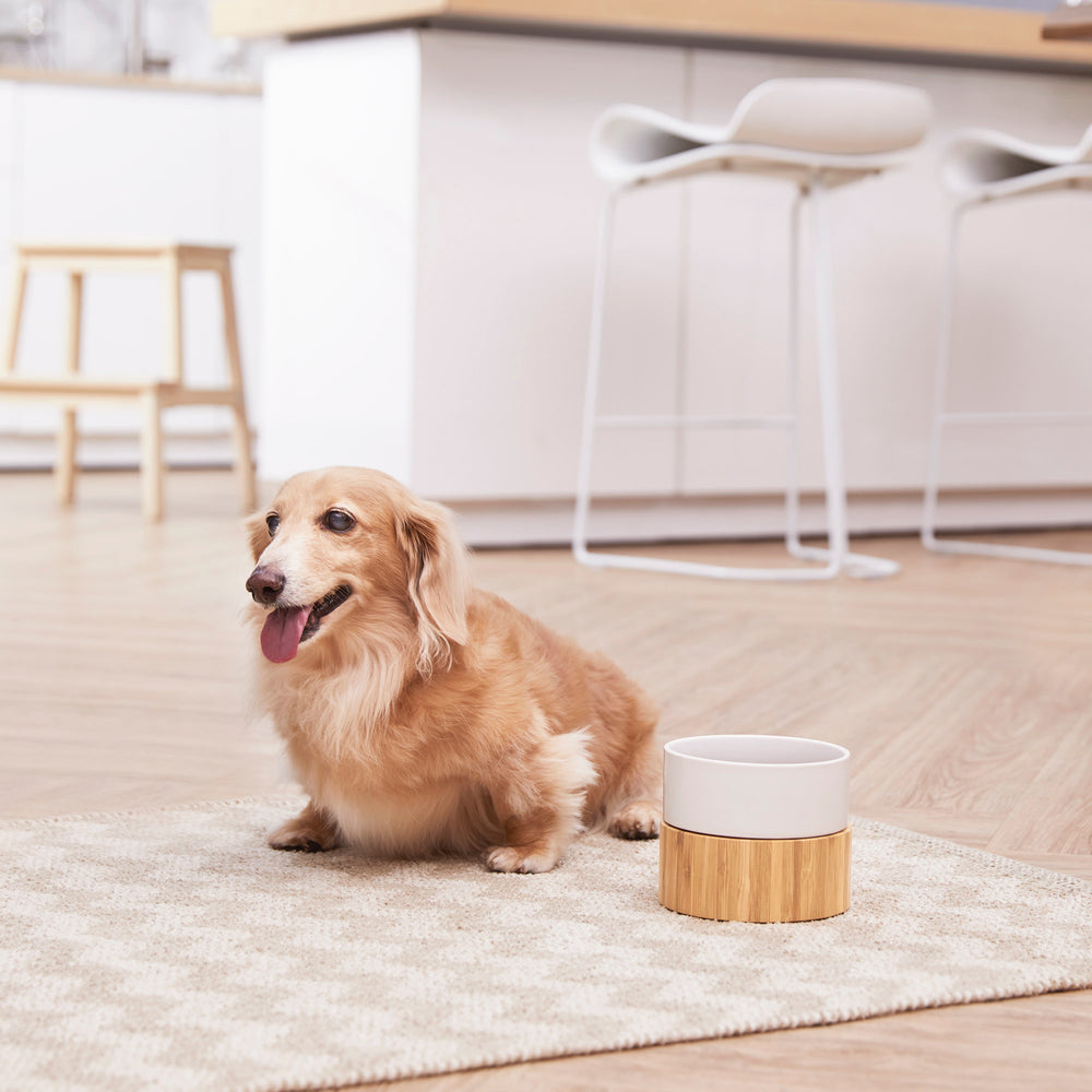 A small dog next to the Billie Raised Ceramic Pet Bowl with Bamboo Stand